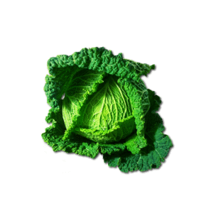 Organically Grown Cabbage